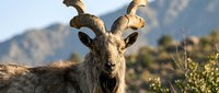 Wild mountain goat with curved horns standing in natural desert landscape with blurred mountain background during golden hour lighting.