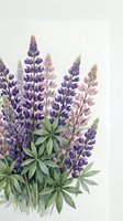 Watercolor lupine flowers in purple and pink hues with green leaves on white background for botanical art, garden design, spring decor and floral projects.