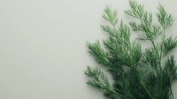 Fresh green dill herbs bunch on neutral beige background with copy space for culinary cooking and seasoning applications.
