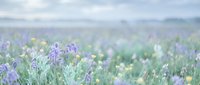 Soft dreamy wildflower meadow with purple blooms in morning mist. Natural spring landscape with delicate flowers and ethereal atmosphere for wellness content.
