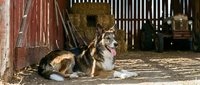 Mixed breed dog with tongue out resting in rustic barn doorway with wooden beams and hay bales creating warm countryside atmosphere for pet care content.
