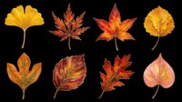 Autumn leaves collection featuring eight isolated fall foliage specimens in warm golden, orange, and red tones. Transparent background, ready for clipart, t-shirt design, stickers, sublimation, and print-on-demand projects.