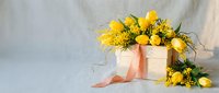 Yellow mimosa flowers in wooden box with ribbon on light fabric background for spring celebration and women's day greeting card design.