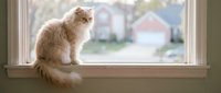 Fluffy orange tabby cat sitting on windowsill looking outside at suburban neighborhood. Cozy indoor pet scene with natural lighting for home decor.