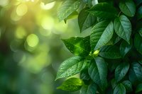 Fresh green leaves with water drops against blurred bokeh background, natural morning light creates dreamy atmosphere, macro nature photography.