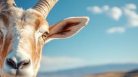 Close-up portrait of a goat with curved horns against blue sky background, showcasing its distinctive facial features and alert expression.