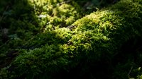 Lush green moss covering fallen log in forest with dappled sunlight creating natural texture for environmental and nature projects.