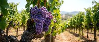 Ripe purple grape cluster hanging from grapevine in vineyard during harvest season, ready for winemaking production.