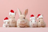 Adorable white and cream rabbits wearing red Santa hats lined up against soft pink background, creating festive holiday mood for greeting cards and seasonal designs.
