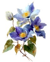 Watercolor purple clematis flowers with golden centers and green leaves on white background isolated for botanical design and decoration projects.