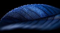 Detailed macro shot of dark blue leaf skeleton showing delicate vein pattern and natural texture against black background, artistic nature photography.