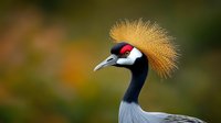 Close-up portrait of a Grey Crowned Crane with distinctive golden crown feathers and red and black head markings against a soft-focus natural background.