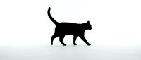 Black cat silhouette walking with curved tail up on white background. Isolated feline shape for pet designs, logos, decorations and graphic projects.