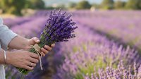 Hands holding fresh lavender bunch in blooming field, perfect for wellness, agriculture, and nature-themed designs.