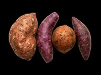 Four sweet potatoes in orange and purple varieties, isolated on transparent background. Ready for food blogs, stickers, print on demand, T-shirt design, and clipart use.