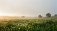 Misty morning meadow with wildflowers and scattered trees under soft golden sunlight, suitable for nature backgrounds and landscape design projects.