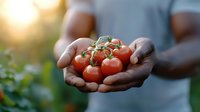 Fresh ripe red tomatoes on vine held in farmer's cupped hands against blurred garden background in warm sunset light, showcasing organic harvest.