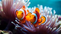 Vibrant orange and white clownfish pair swimming near pink sea anemone tentacles against blurred turquoise underwater background, macro photography.