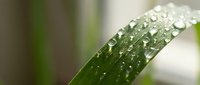 Close-up of green leaf covered with water droplets after rain or morning dew, suitable for nature, environmental, and botanical projects.