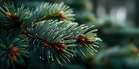 Evergreen pine branch with vibrant red buds and water droplets on needles, creating a fresh forest atmosphere in macro photography.