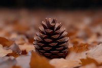 Pine cone standing upright among fallen autumn leaves on forest floor, warm brown tones, shallow depth of field, seasonal nature concept.
