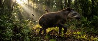 Wild tapir standing in lush tropical rainforest with dramatic sunlight filtering through dense jungle canopy creating magical atmosphere in natural habitat.