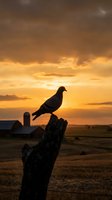 Silhouetted dove perched on weathered wooden post at golden hour sunset over rural farmland with barn structures visible in distant background.