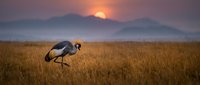 Elegant grey crowned crane standing in golden grassland at sunset with mountain silhouettes in background, wildlife photography for nature and conservation themes.