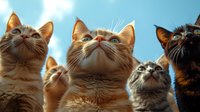 Curious cats looking up at sky with attentive expressions and pointed ears, group of mixed breed felines against blue background showing natural hunting instinct and alertness.