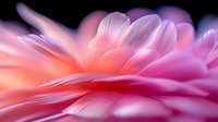 Delicate pink and coral feathers create dreamy macro texture with soft focus bokeh effect, showcasing gentle curves and ethereal light for romantic designs.