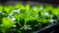 Fresh parsley leaves with water drops in macro view, vibrant green organic herbs growing in garden, natural food background for cooking and garnish.