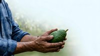 Farmer holding fresh green pear in hands outdoors, harvest time concept for agriculture and organic farming industry.