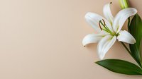 White lily flower with green leaves on beige background, elegant floral composition with copy space for text, suitable for greeting cards and invitations.