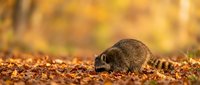 Adorable raccoon foraging among colorful autumn leaves in golden forest setting. Wildlife photography capturing natural behavior during fall season.
