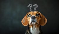 Curious beagle dog with question marks above head looking up with confused expression against dark background, depicting pet emotions and funny animal behavior.