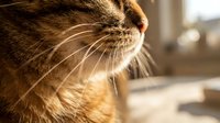 Tabby cat face in profile with prominent whiskers and warm sunlight, suitable for pet care, veterinary, and animal wellness content.