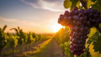 Purple grapes hanging on vine in vineyard at golden sunset with warm light filtering through leaves creating romantic agricultural landscape.