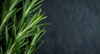 Fresh green rosemary sprigs with aromatic needle-like leaves on dark slate background for culinary cooking and herb seasoning applications.