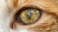Close-up of a cat's eye with golden amber iris and vertical pupil, surrounded by warm tan and white fur, showing detailed texture and feline anatomy.
