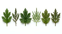 Six green herb leaves arranged in a row, isolated on white background. Variety of fresh botanical foliage specimens for nature and health design.
