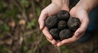 Close-up of hands holding dark soil balls or earth clumps outdoors, representing gardening, agriculture, composting, or environmental conservation work.