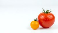 Fresh red and yellow tomatoes isolated on white background for healthy cooking and organic food concepts.