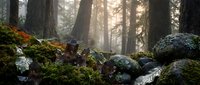 Misty forest floor with moss-covered rocks and fallen autumn leaves creating peaceful woodland atmosphere for nature and outdoor adventure themes.