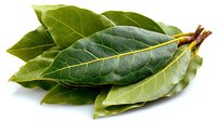 Fresh bay leaves with detailed vein patterns and rich green color on white background, used in cooking and food photography.