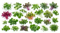Fresh microgreens collection with various sprouts and baby leaves arranged on white background for healthy cooking and nutrition.