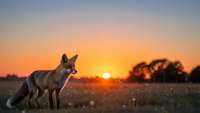 Red fox standing in meadow during golden hour sunset with warm orange sky and silhouetted trees creating peaceful wildlife scene for nature photography.