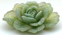 Succulent plant with crystalline frost coating on pale green layered leaves, isolated on white background, suitable for botanical designs, gardening content, and nature-themed projects.