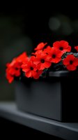 Vibrant red petunias blooming in dark planter against blurred background, creating dramatic contrast with selective focus on delicate flower petals.