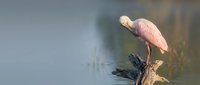 Pink roseate spoonbill bird perched on driftwood branch over calm water surface in natural wetland habitat during golden hour lighting for wildlife photography.