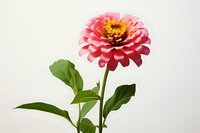 Pink zinnia flower with vibrant petals and yellow center against white background, accompanied by fresh green leaves on single stem. Suitable for botanical prints.